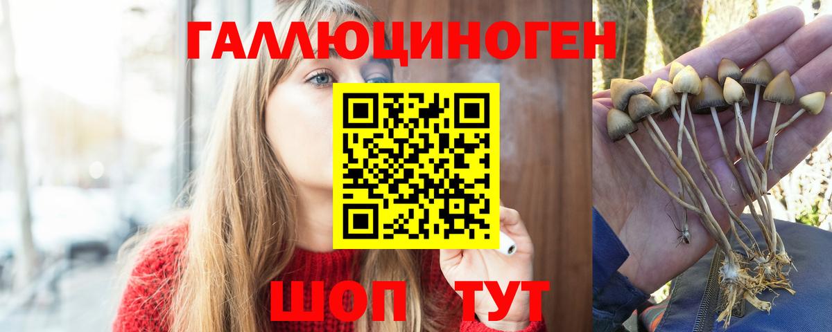 Псилоцибиновые грибы GOLDEN TEACHER  Вход с VPN  Псилоцибиновые грибы прущие грибы  как найти   Дагестанские Огни 
